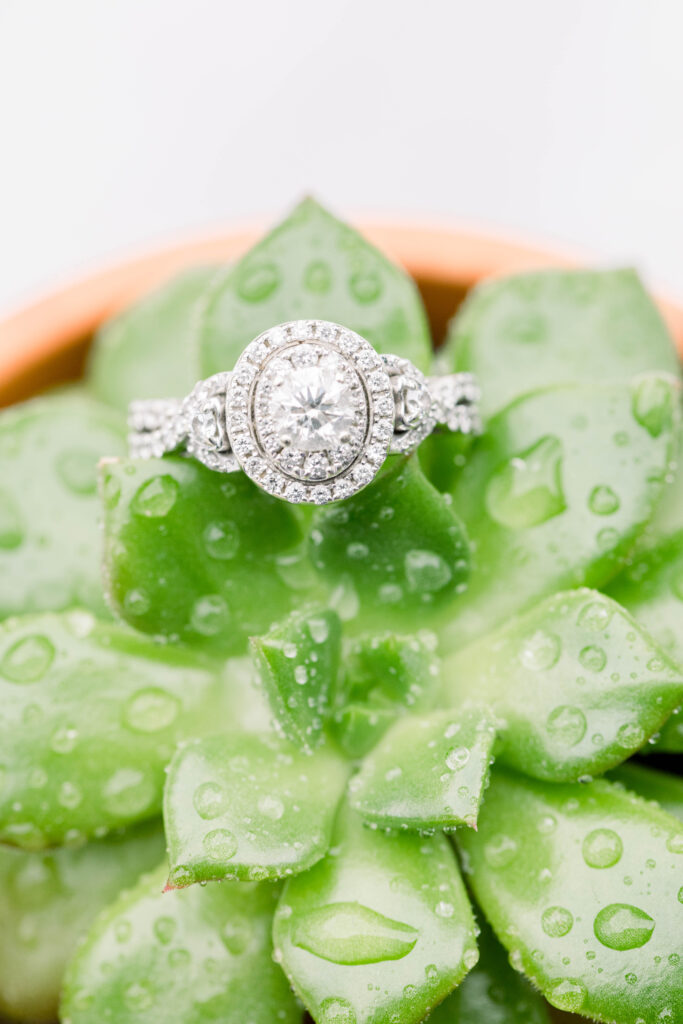 Oval-cut moissanite engagement ring with a double halo setting, elegantly placed on a dewy green succulent, symbolizing sustainability and timeless beauty.